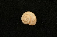 扁蝸牛藏品圖，第1張